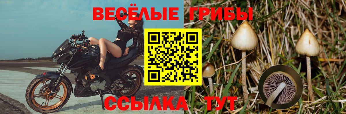 Галлюциногенные грибы Magic Shrooms Новокубанск